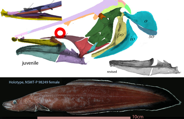 Protanguilla skull