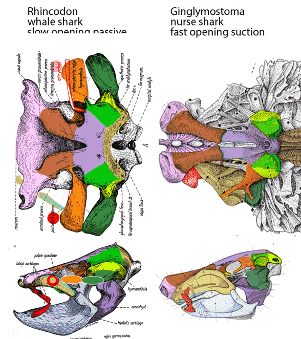 Ginglymostoma skull compared