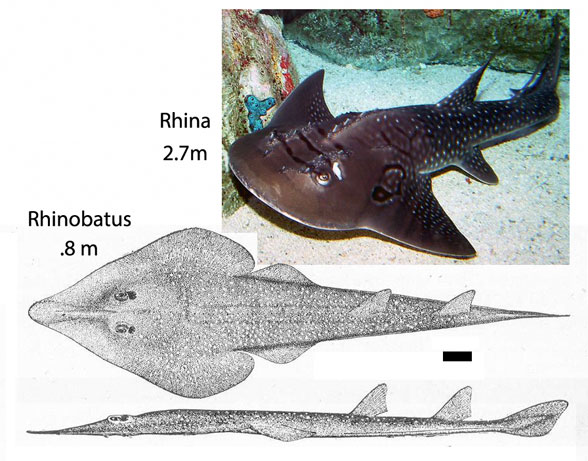 Rhinobatos in vivo