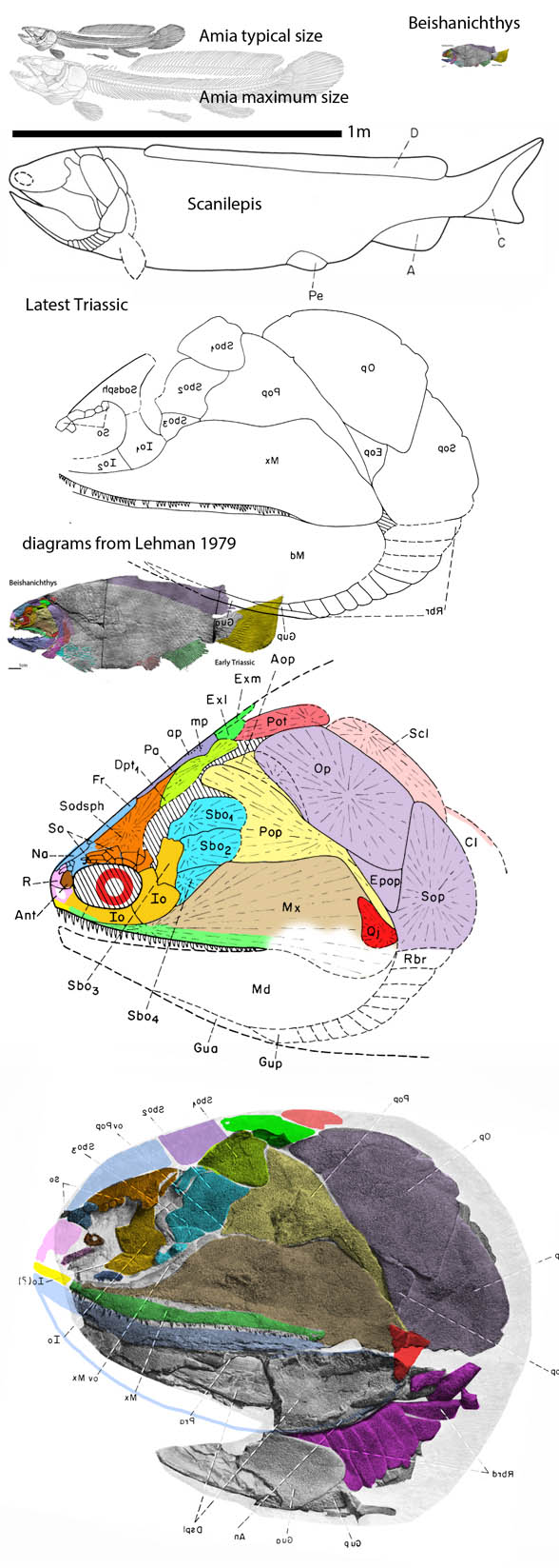 Scanilepis compared