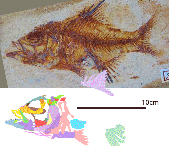 Sphenocephalus