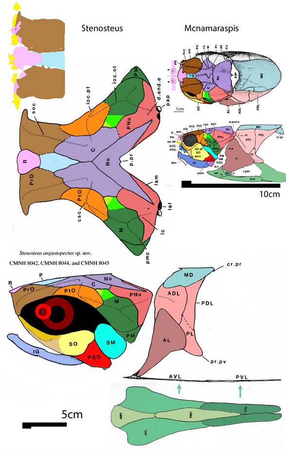 Stenosteus skull