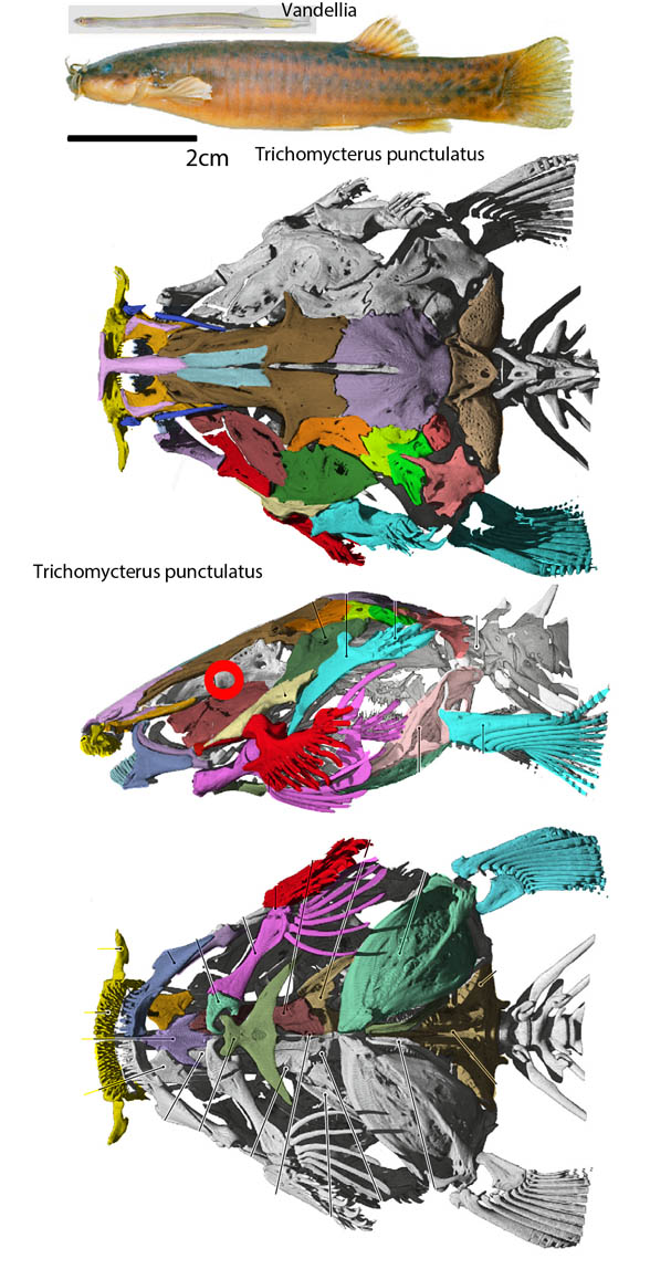 Trichomycterus