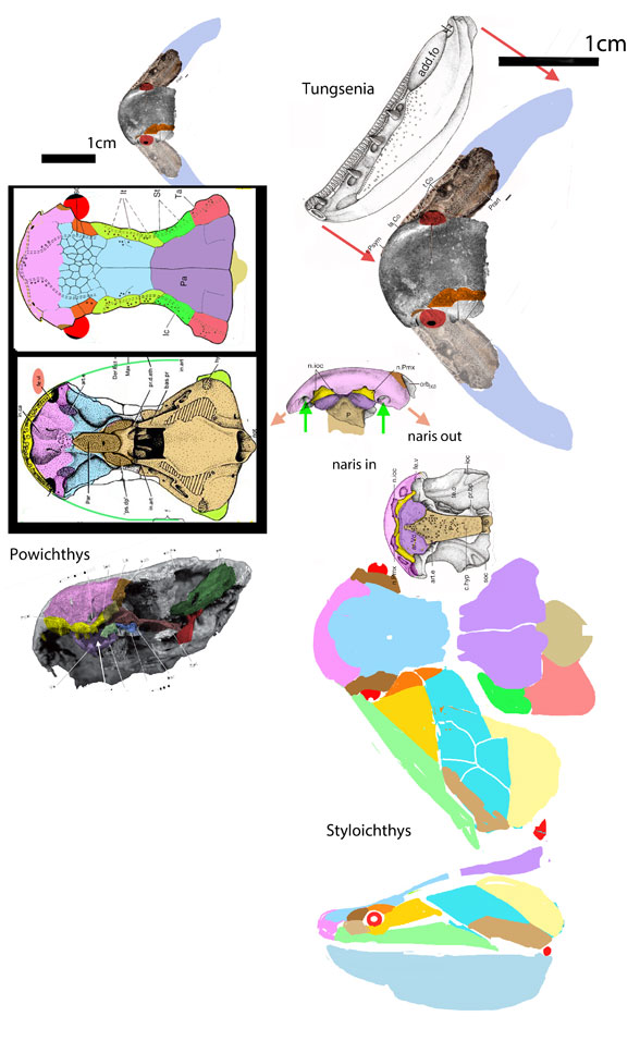 Tungsenia skull