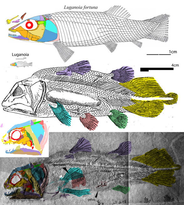 Undina penicillata