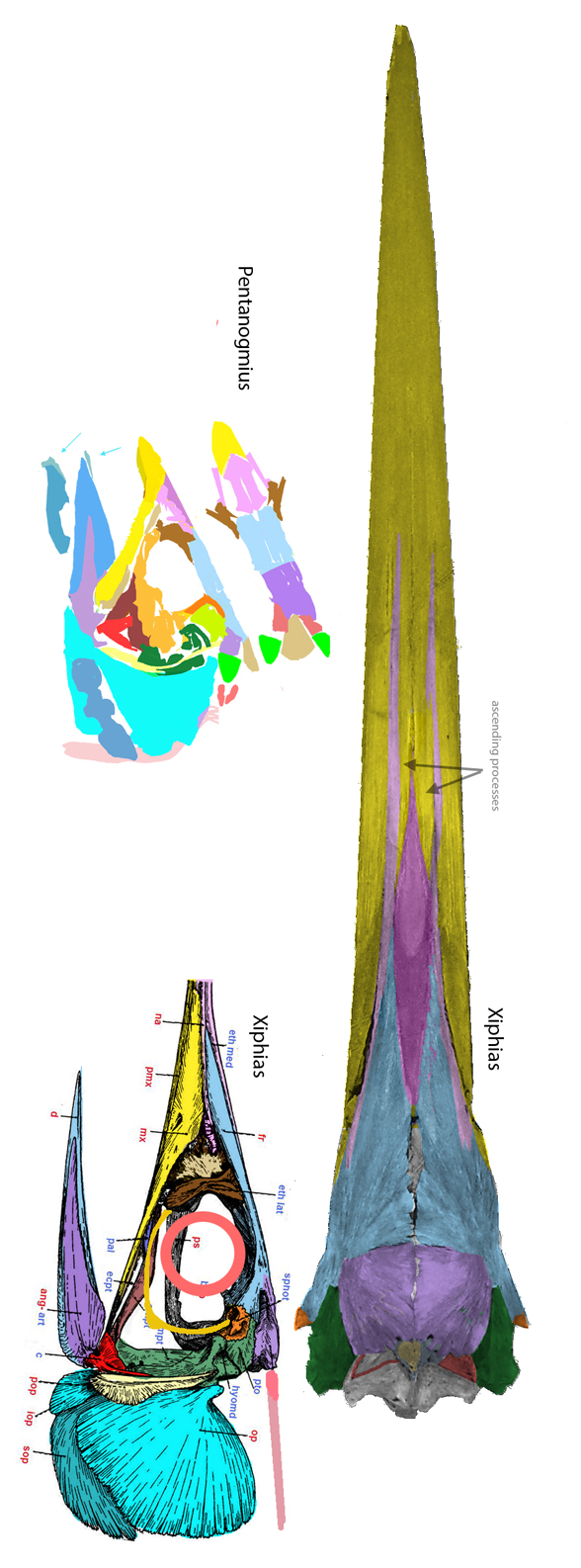 Xiphias Fundulus compared