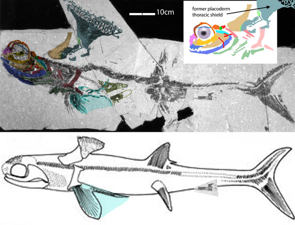 akmonistion stetacanthus fossil and recon