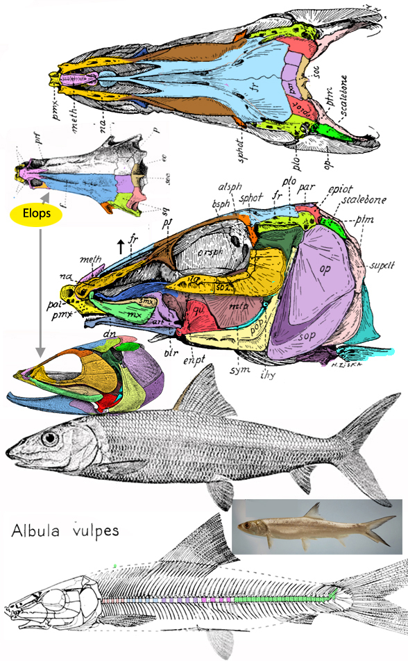 Alubula vulpes skull