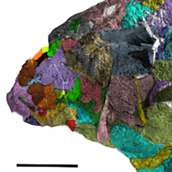 Amazichthys skull