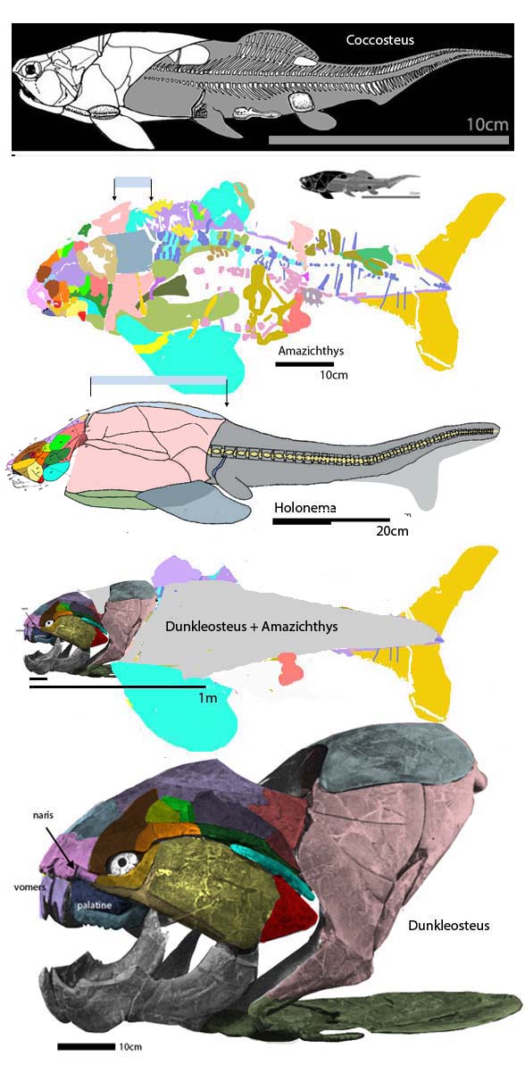 Amazichthys and Holonema