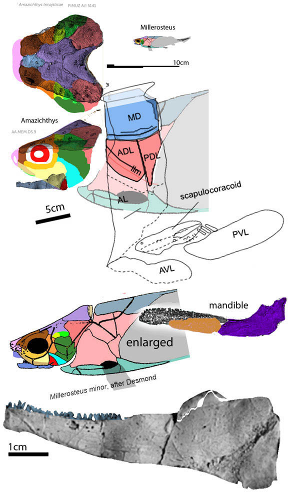 Amazichthys skull