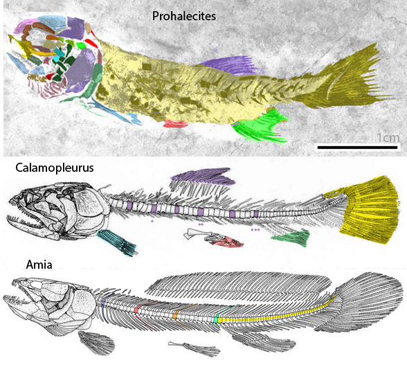 Amia skeleton