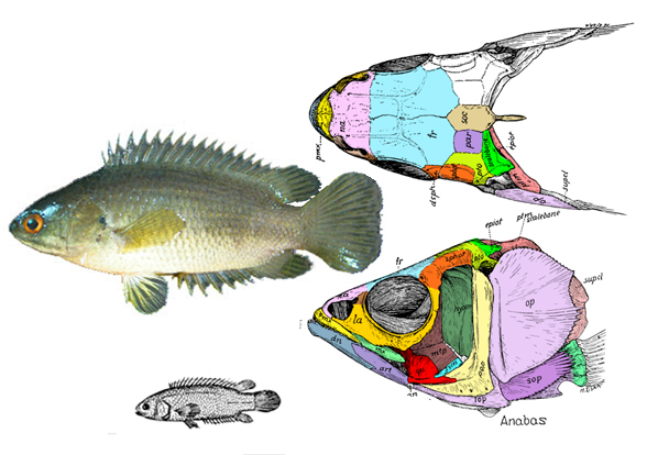 Anabas skull