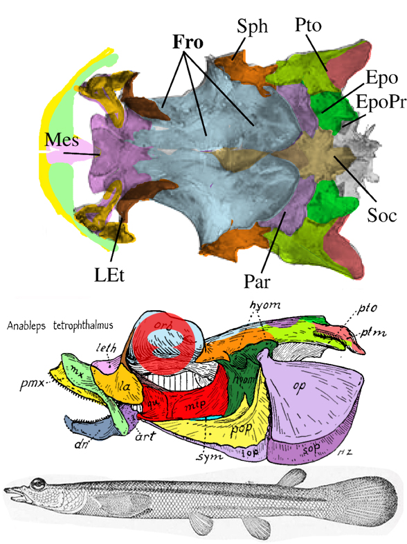 Anableps skull