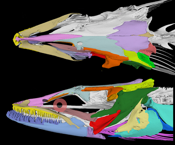 Anguilla real skull