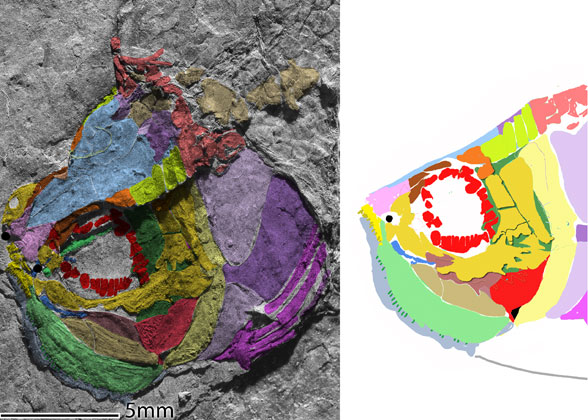 Annaichthys skull