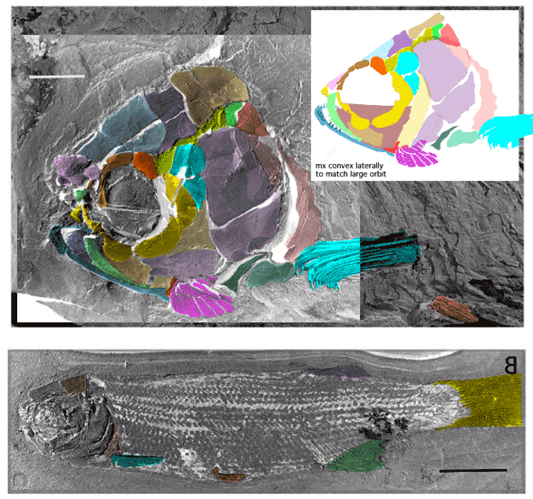 Archaeomene