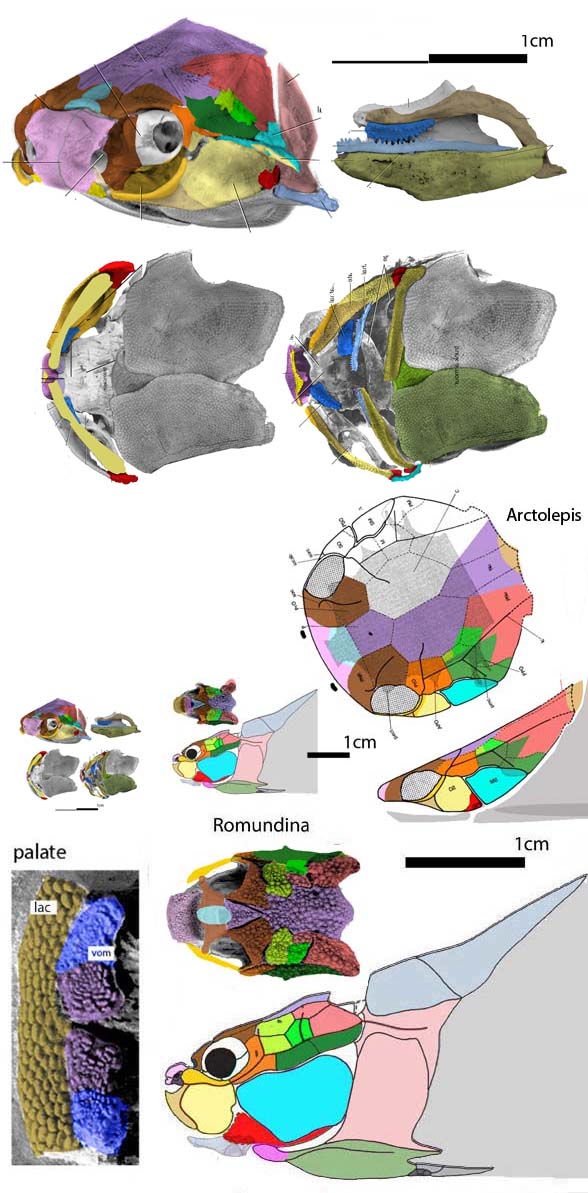 Arctolepis to Romundina