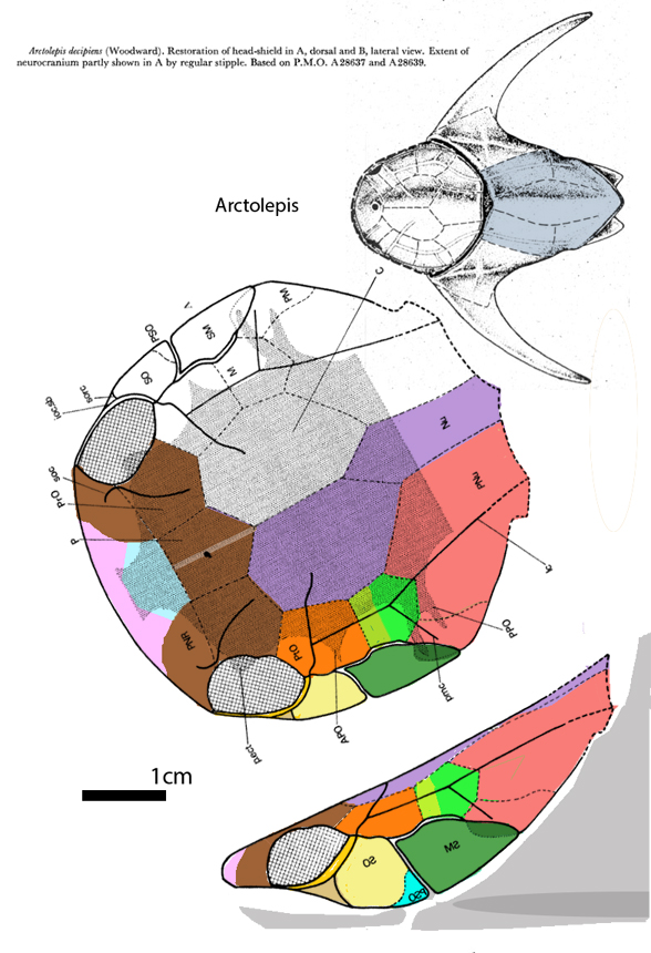 Arctolepis