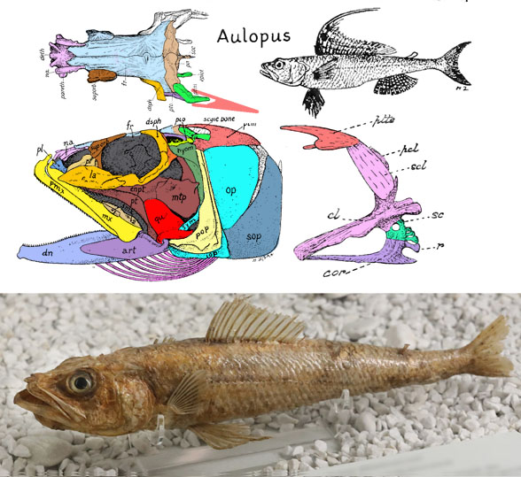 Aulopus