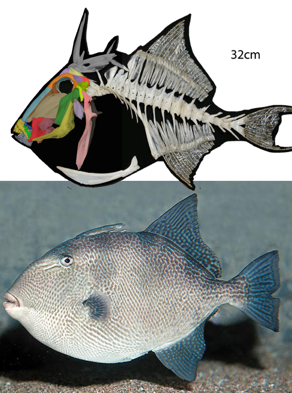 Balistes skeleton and in vivo