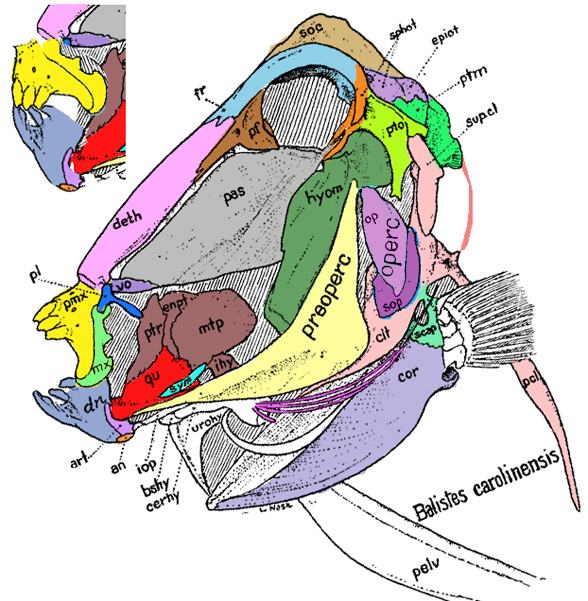 Balistes diagram