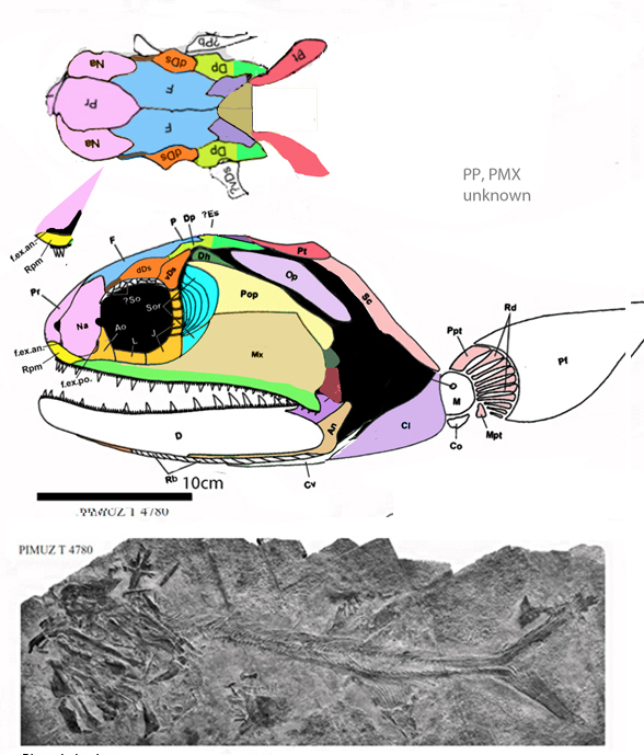 Birgeria