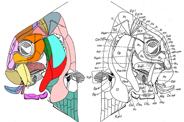 Bobasatrania face