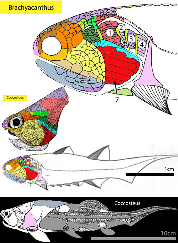 Brachyacanthus diagram