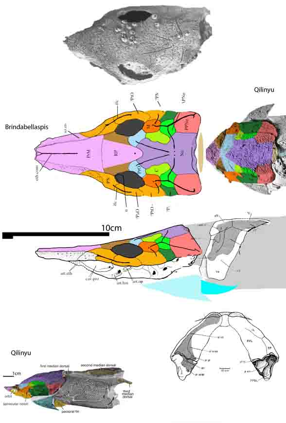 Bromdabellaspis and Qilinyu