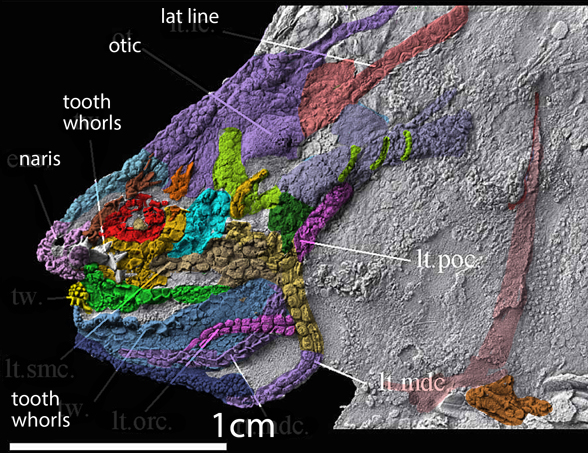 Brochoadmones skull