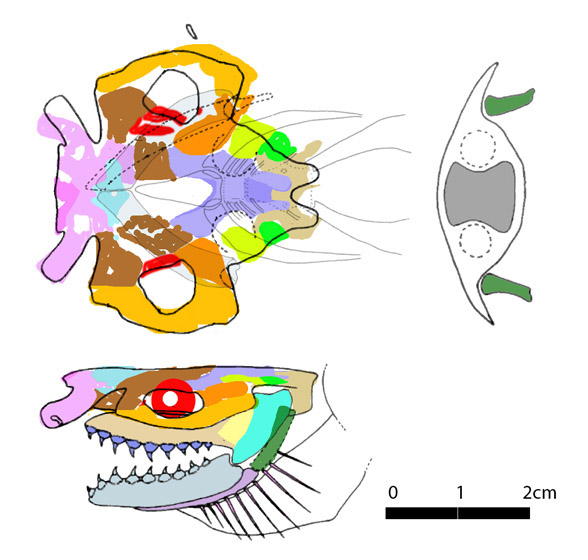 Cervifuca skull diagram