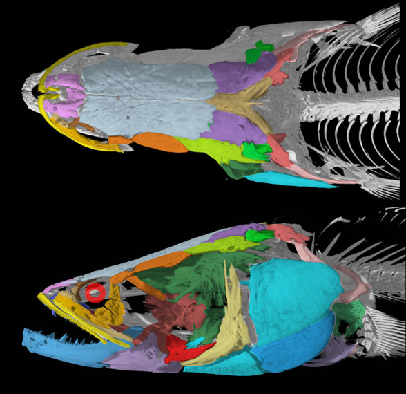 Channa skull