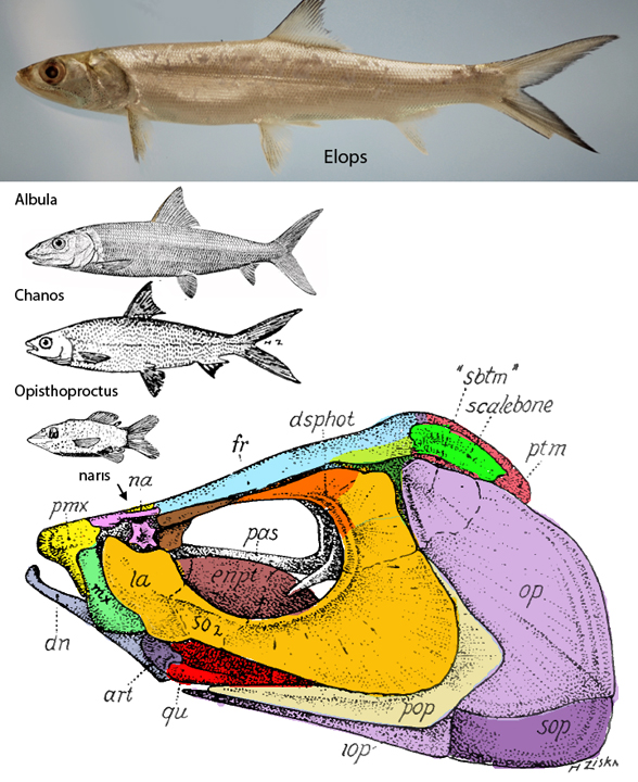 Chanos, Danio, Cyprinus, Opisthoproctus and Albula