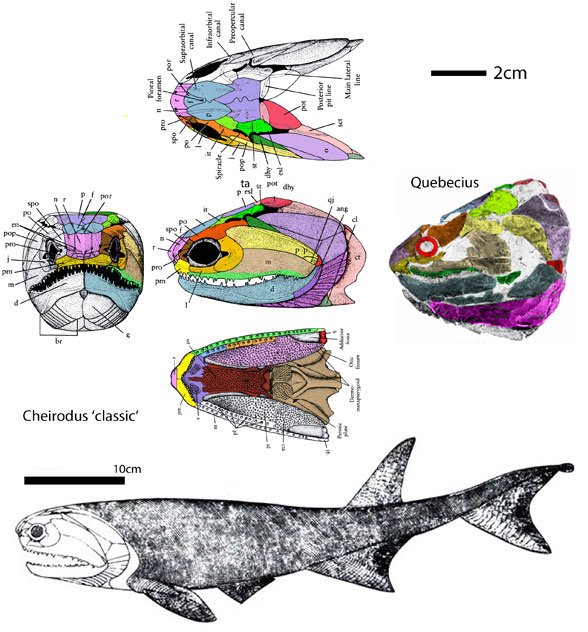 Cheirolepis classic