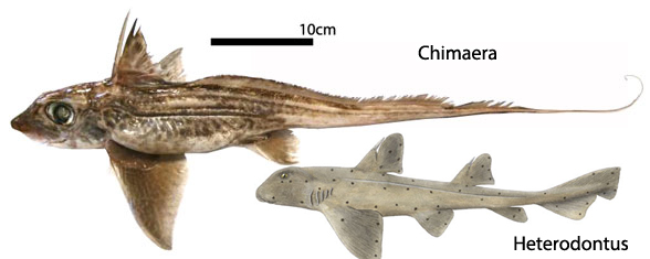 Chimaera