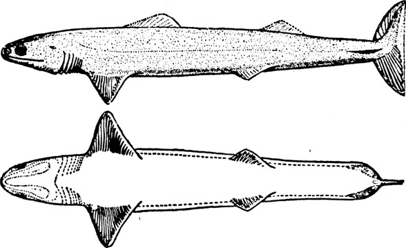 Chlamydoselache and Cladoselache
