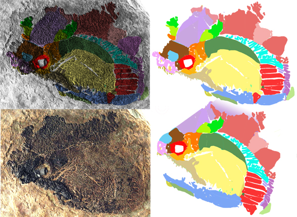 Climatius skull