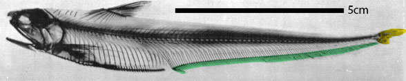 Coilia skeleton