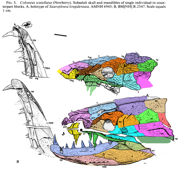 Colosteus skull part and counterpart