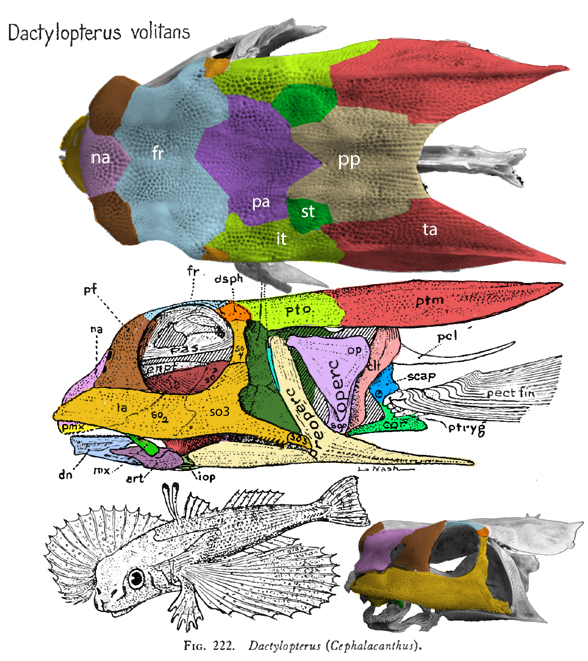 Dactylopterus