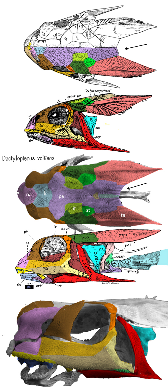 Dactylopterus Nerepisacanthus And Triazeugacanthus