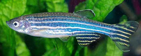 Danio rerio zerbrafish in vivo