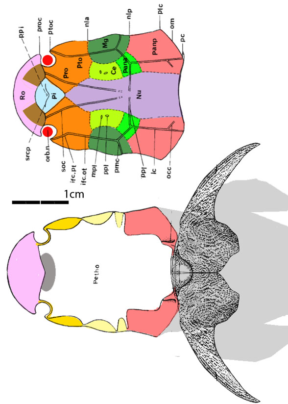 Diandongpetalichthys