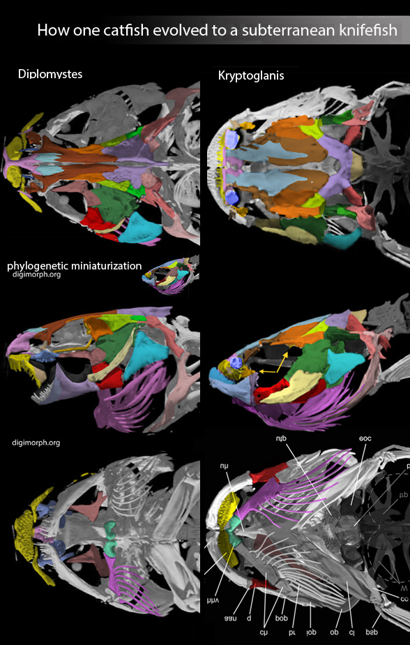 Diplomystes and Kryptoglanis skulls