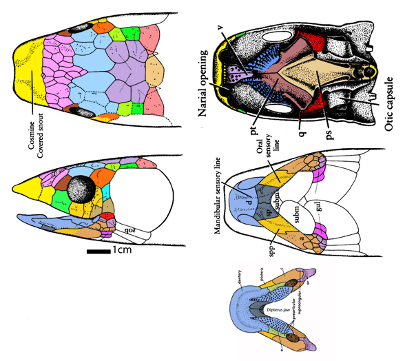 Dipterus skull