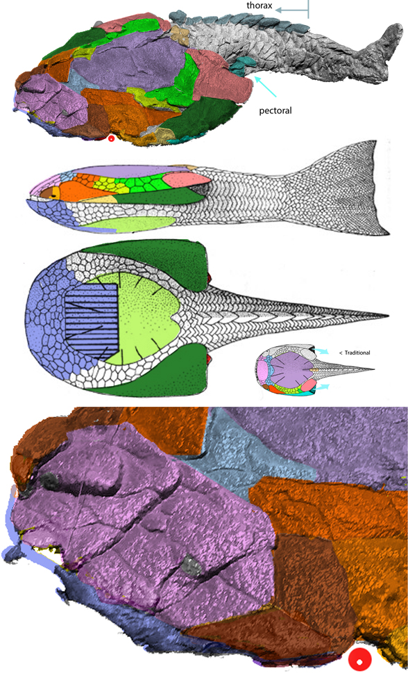 drepanaspis