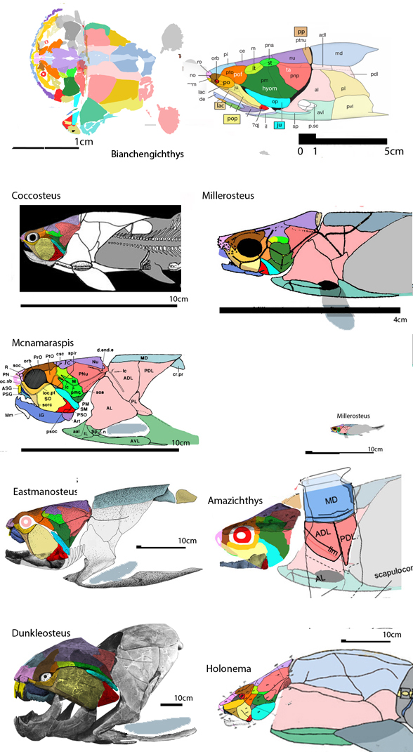 origin of dunkleosteus