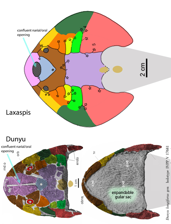 Dunyu skull in dorsal and ventral views