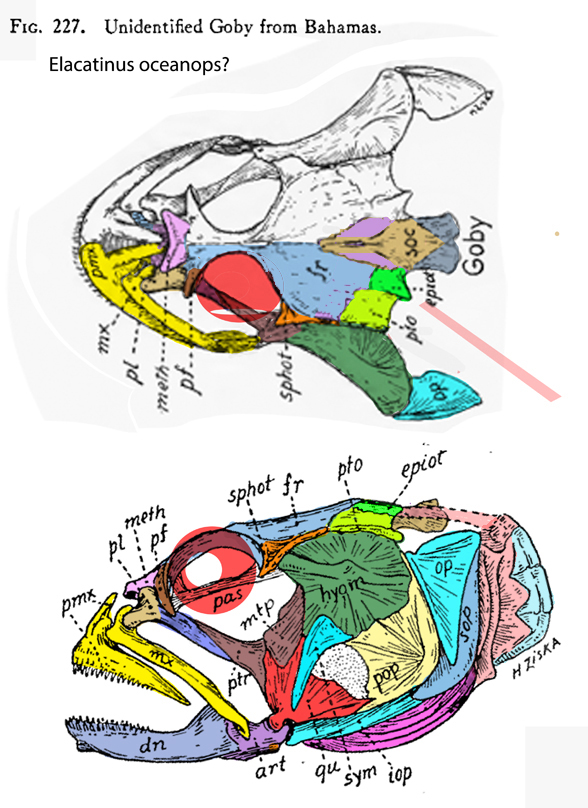 elacatinus skull